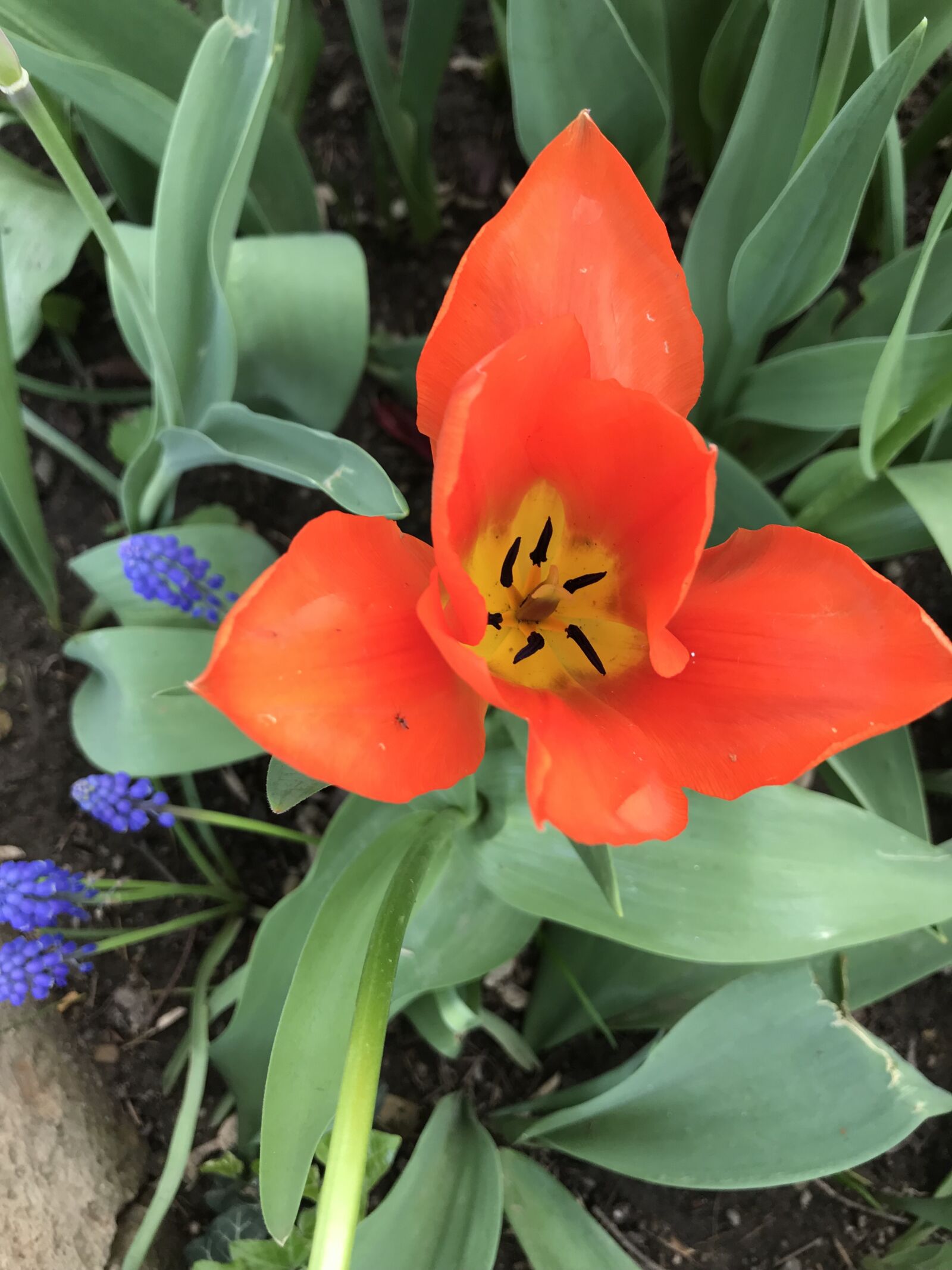iPhone 7 back camera 3.99mm f/1.8 sample photo. Flower, red, love photography