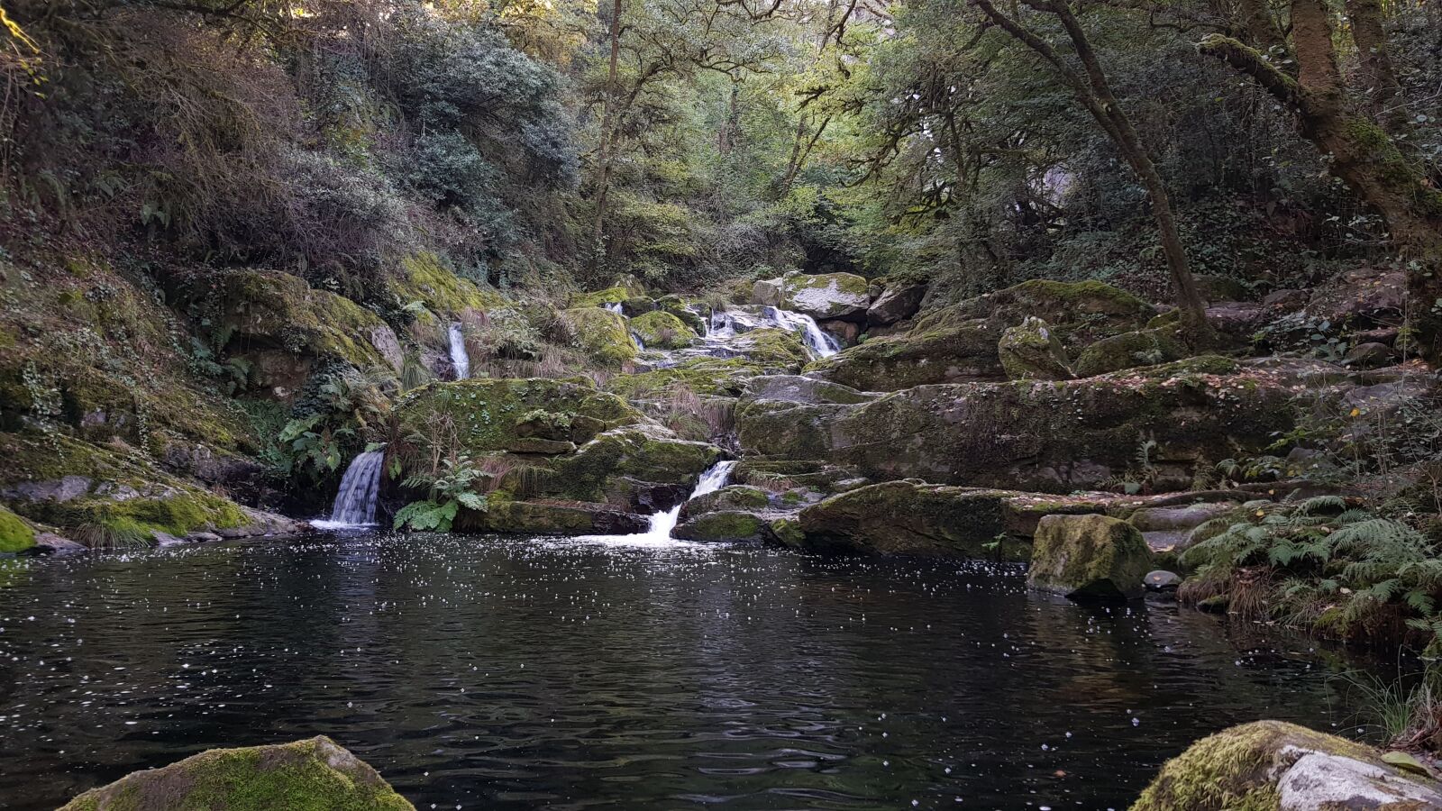 Samsung Galaxy S8 sample photo. Autumn, autumn, colours, forest photography