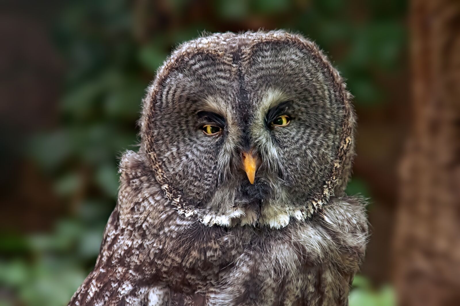 Canon EOS 40D sample photo. Owl, bird, eagle owl photography