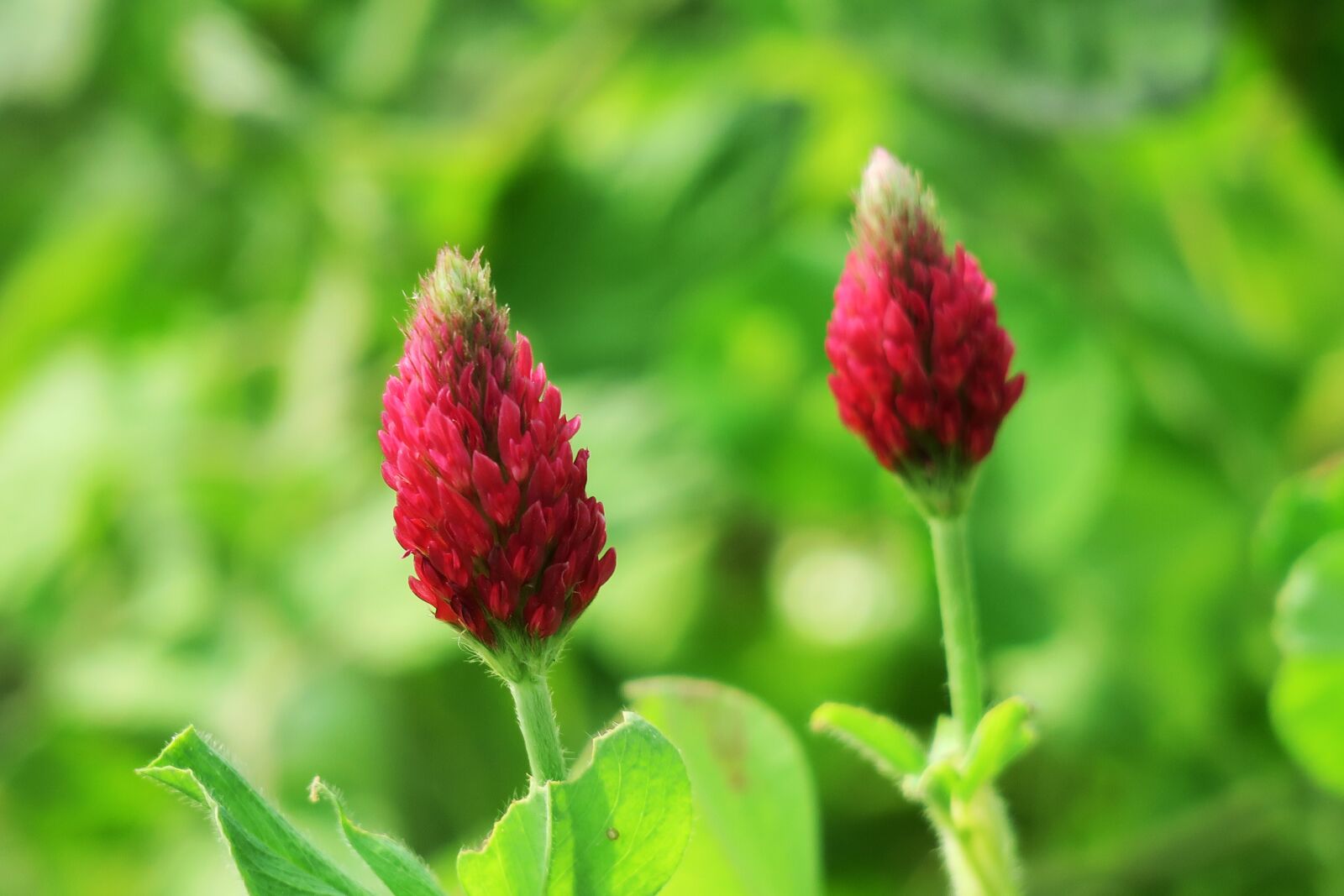 Canon PowerShot G3 X sample photo. Nature, flower, plant photography