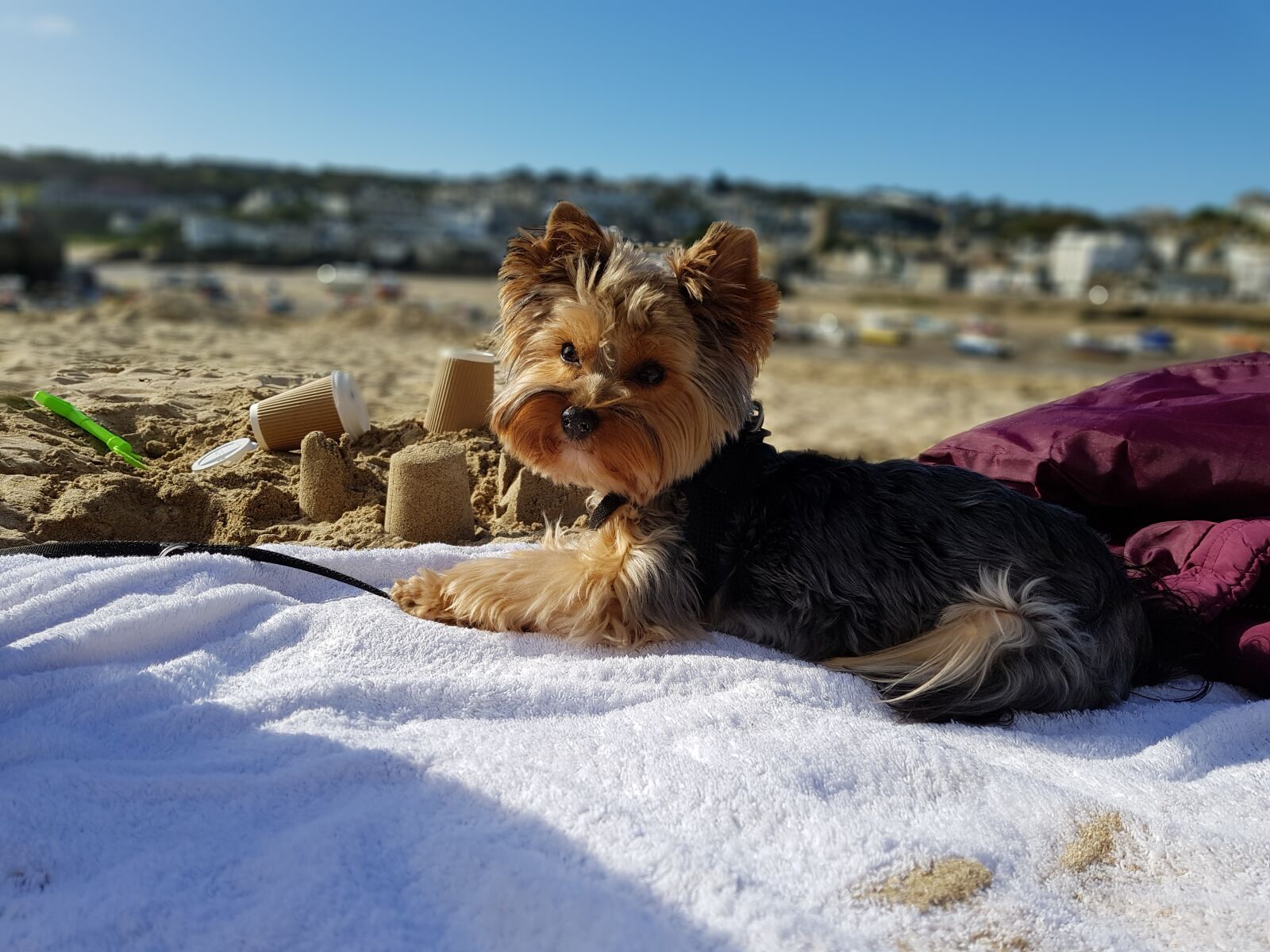 Samsung Galaxy S8 sample photo. Dog, water, sea photography