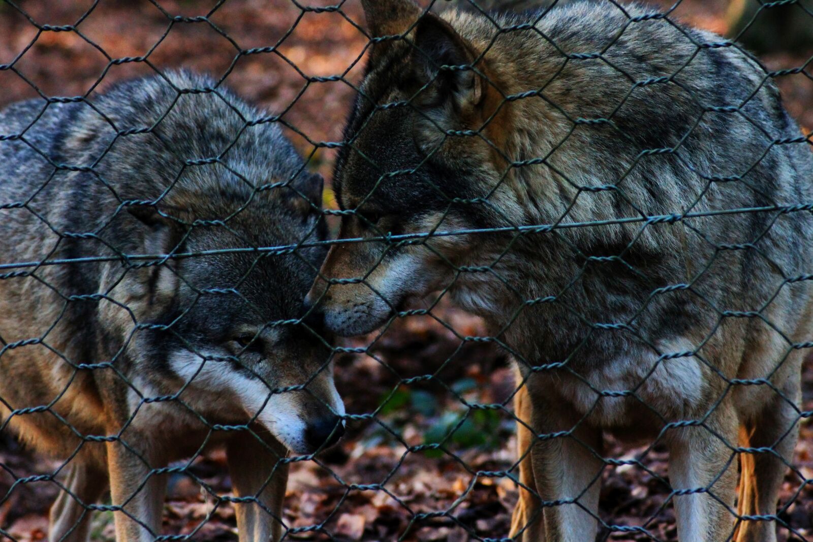 Canon EOS 1100D (EOS Rebel T3 / EOS Kiss X50) sample photo. Wolves, nature, animal photography