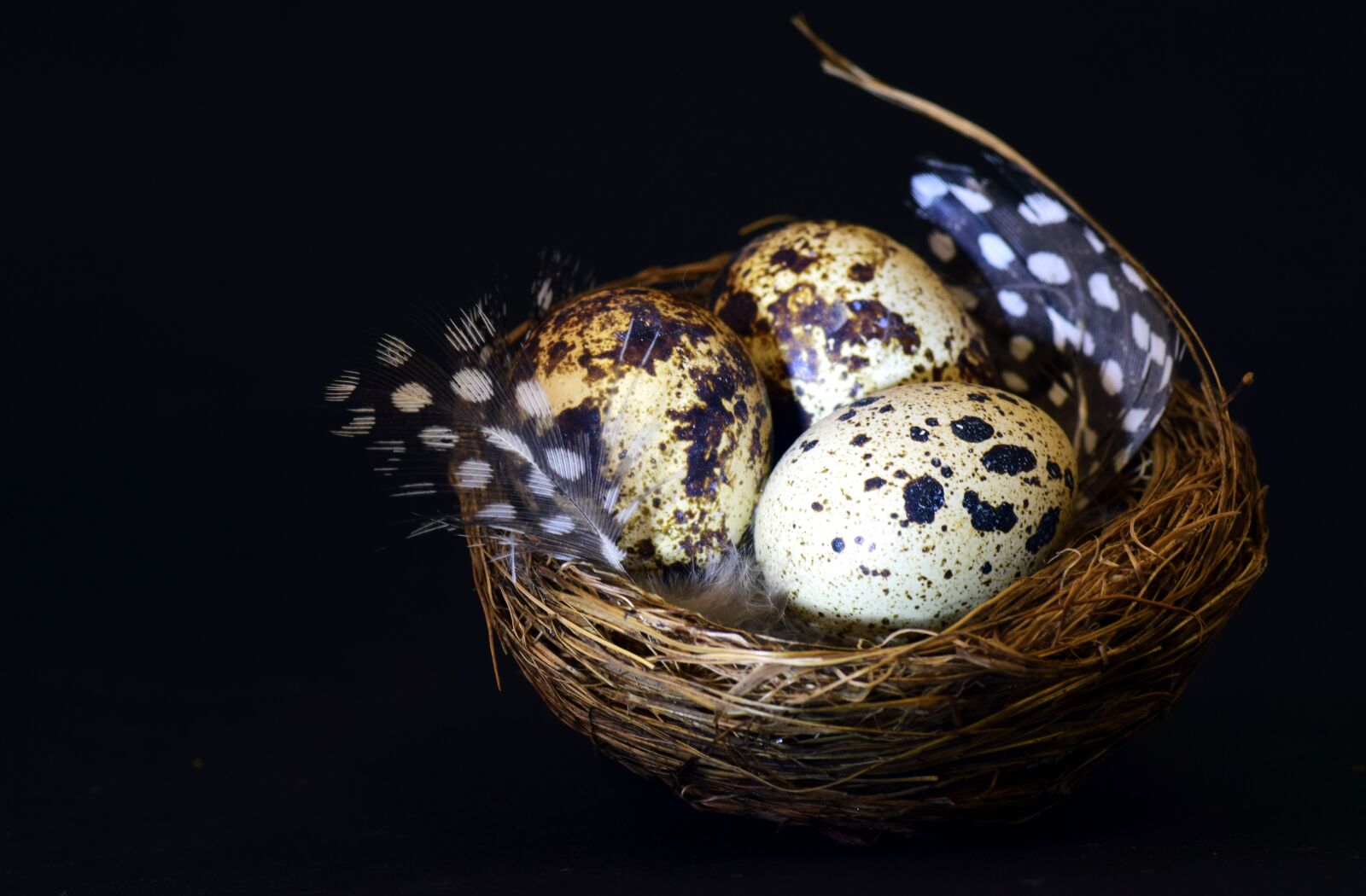 Nikon D3300 sample photo. Nest, bird's nest, quail photography