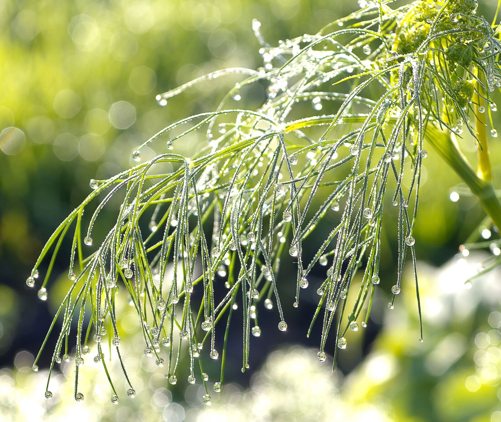 Sony Alpha DSLR-A850 sample photo. Rosa, dill, morning photography