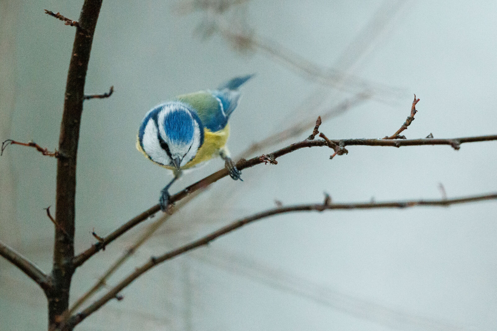 Canon EOS R5 sample photo. Morning bird photography