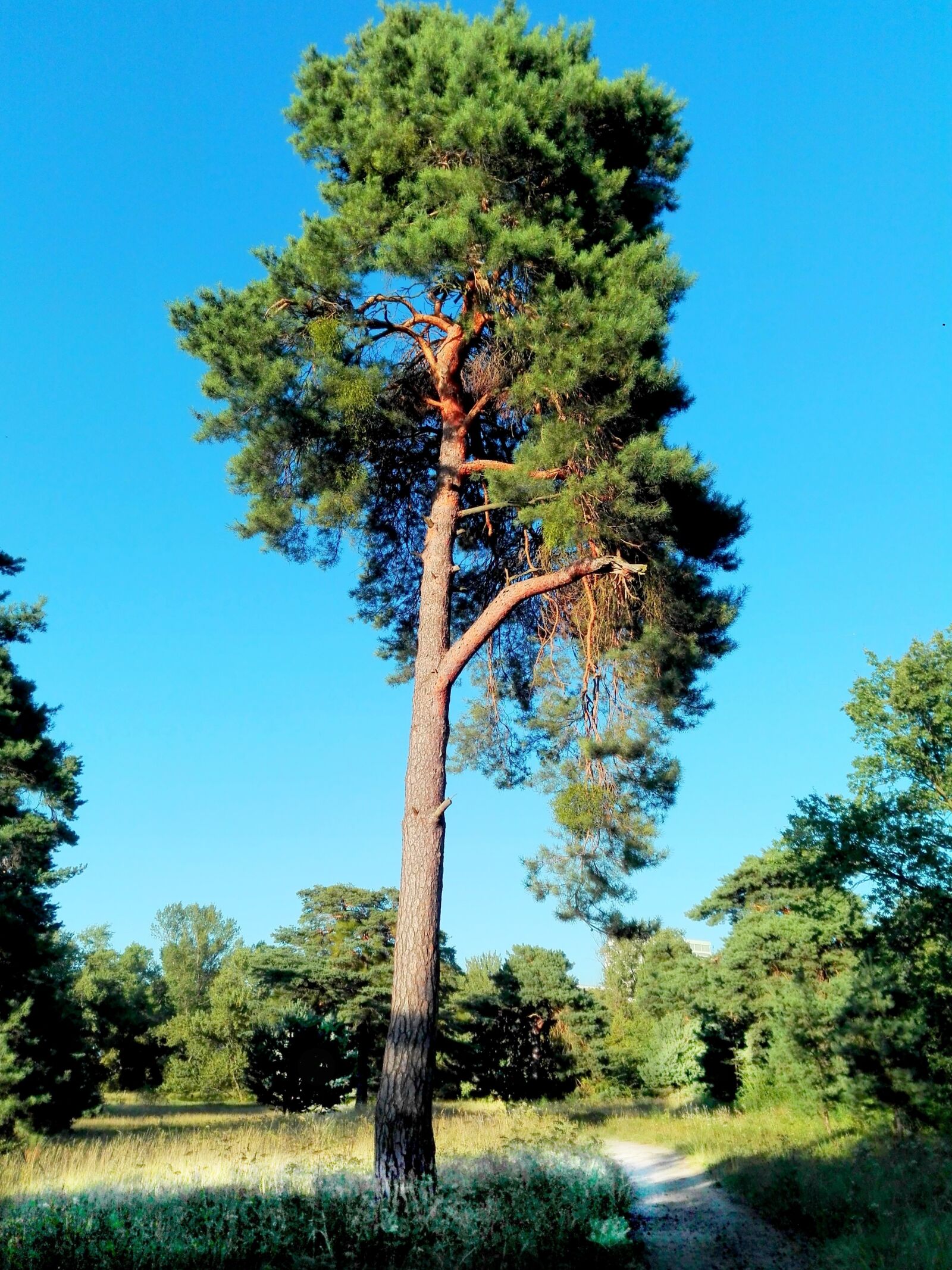 HUAWEI P8 Lite sample photo. Tree, meadow, nature photography