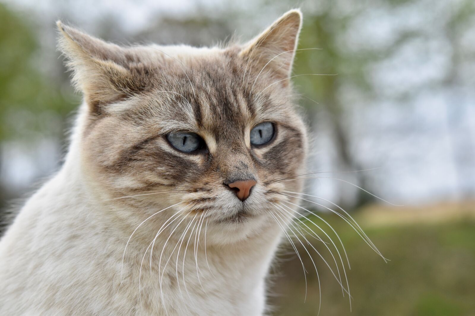 Nikon D5600 sample photo. Cat, feline, animal photography