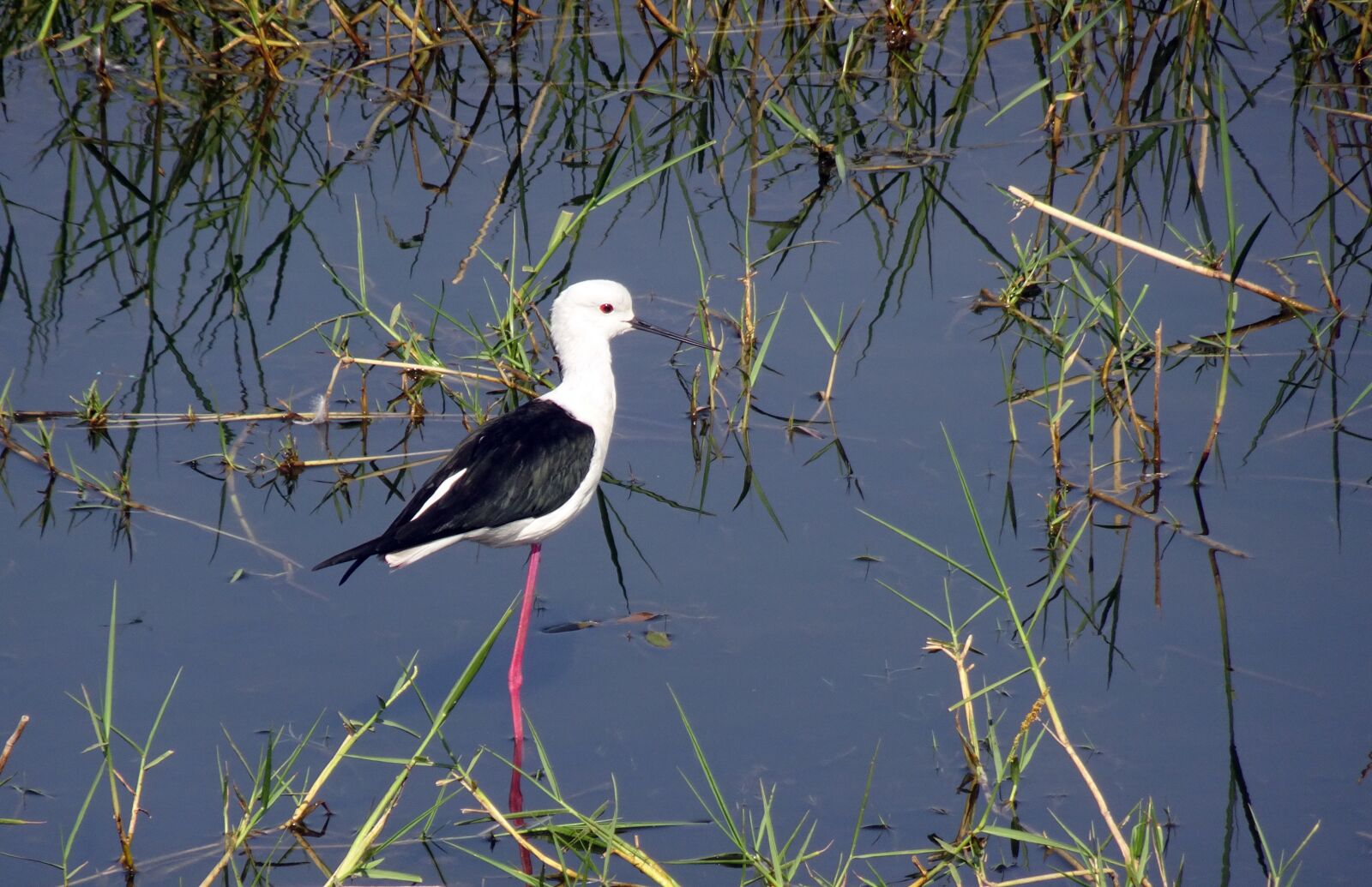 Sony Cyber-shot DSC-HX90V sample photo. Bird, black-winged stilt, common photography