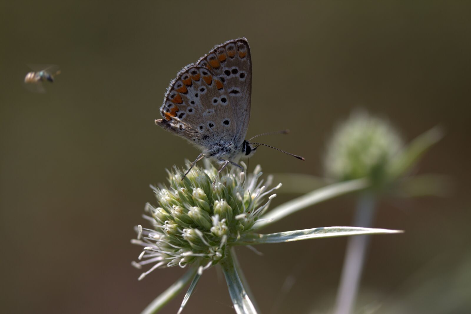Canon EF-S 60mm F2.8 Macro USM sample photo. Butterfly, coloring, bee photography