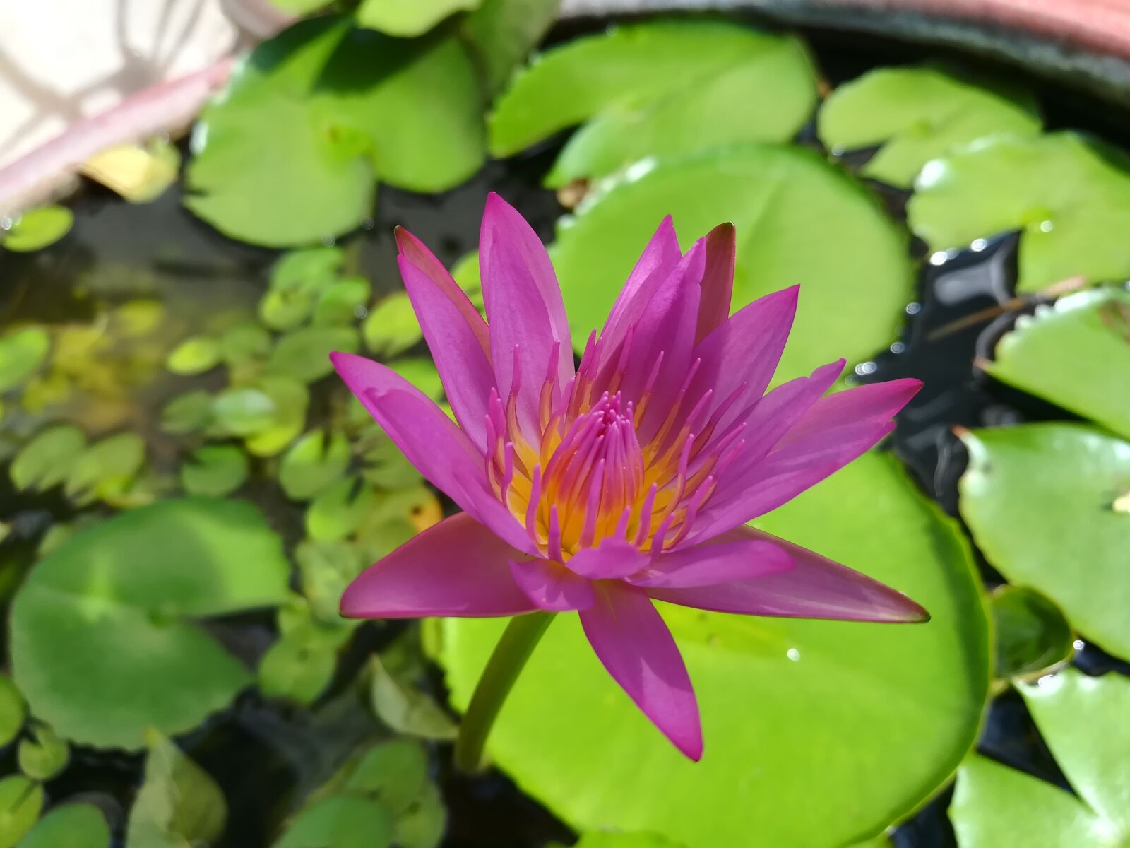 HUAWEI GR5 2017 sample photo. Flowers, lotus, lotus basin photography