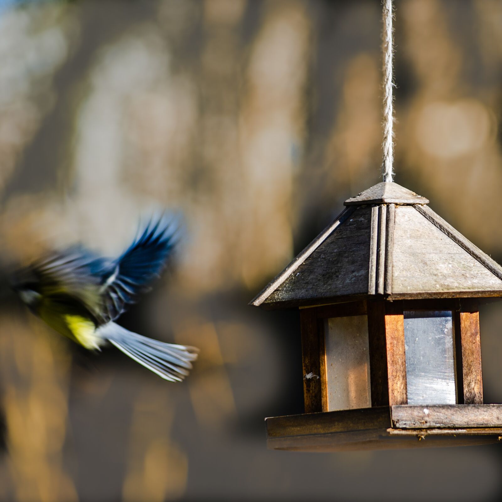 Nikon D7000 sample photo. Bird, tit, blue photography