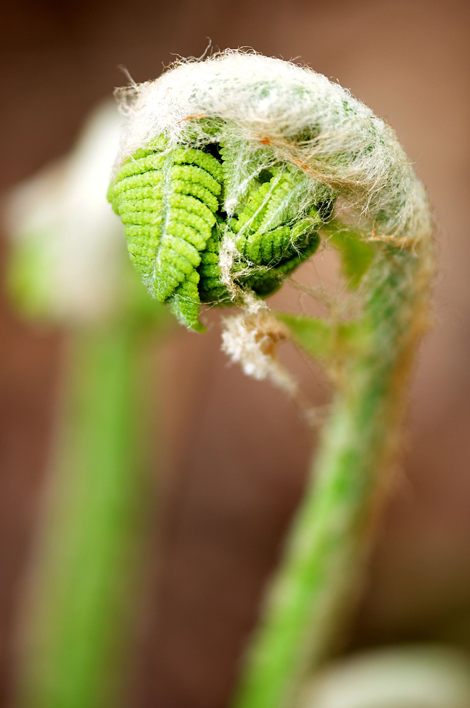 Nikon D90 sample photo. Ferns, fiddle, fern photography