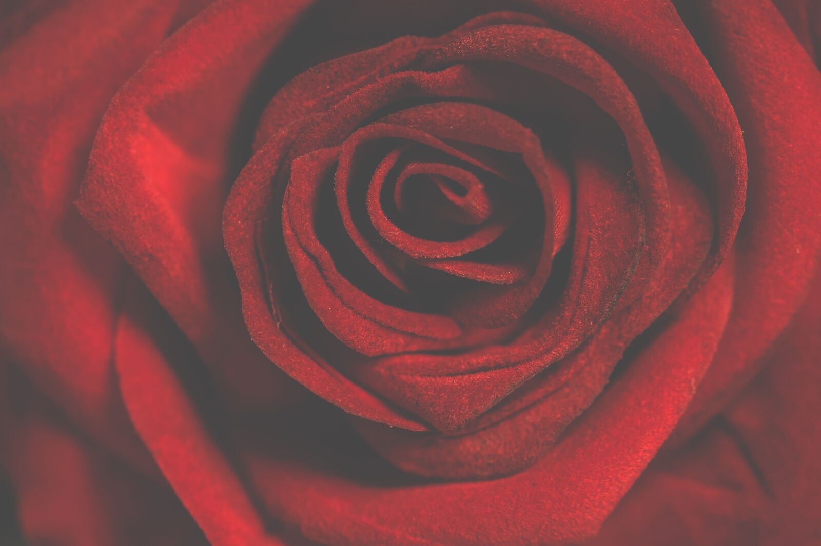 Sony SLT-A58 + 105mm F2.8 sample photo. Roses, romantic, petal photography
