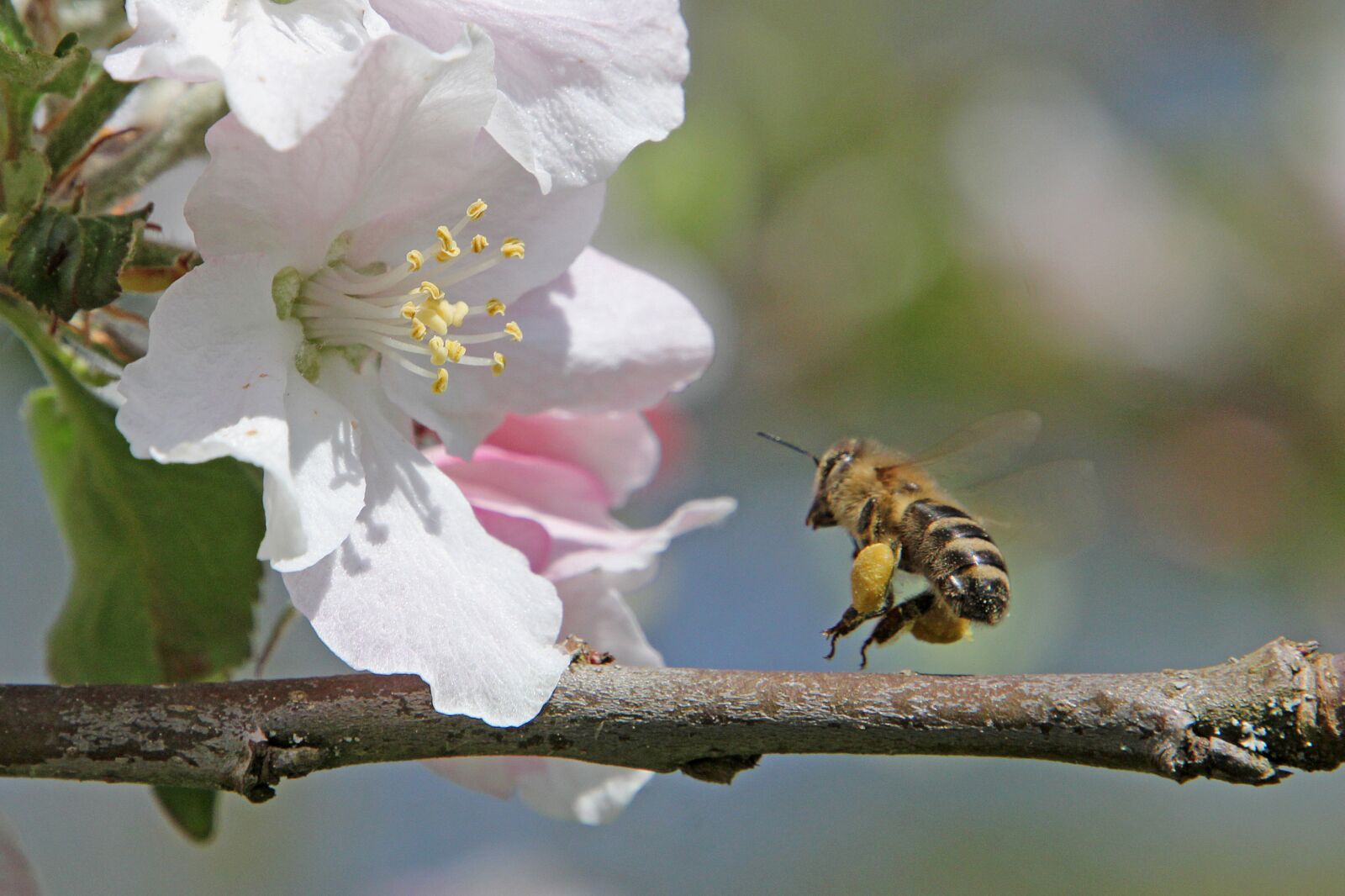 Canon EOS 60D sample photo. Apple blossom, blossom, bloom photography