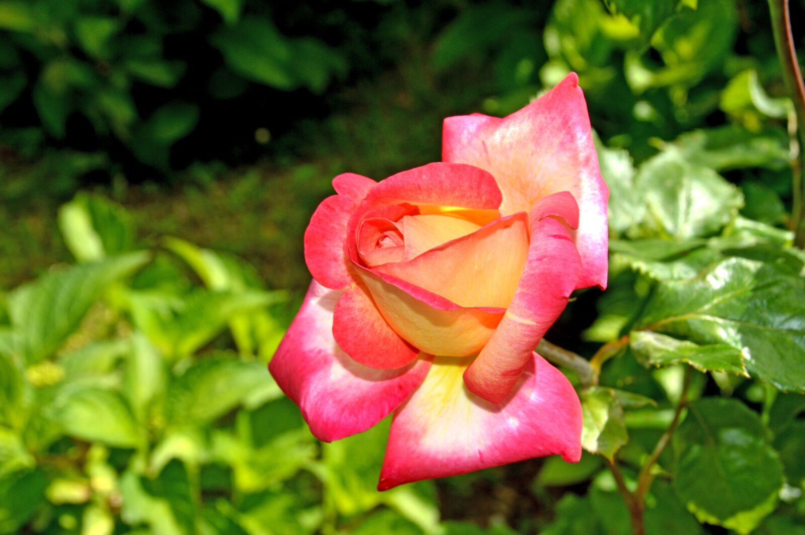 Nikon D3200 sample photo. Rose, blüte, bloom photography