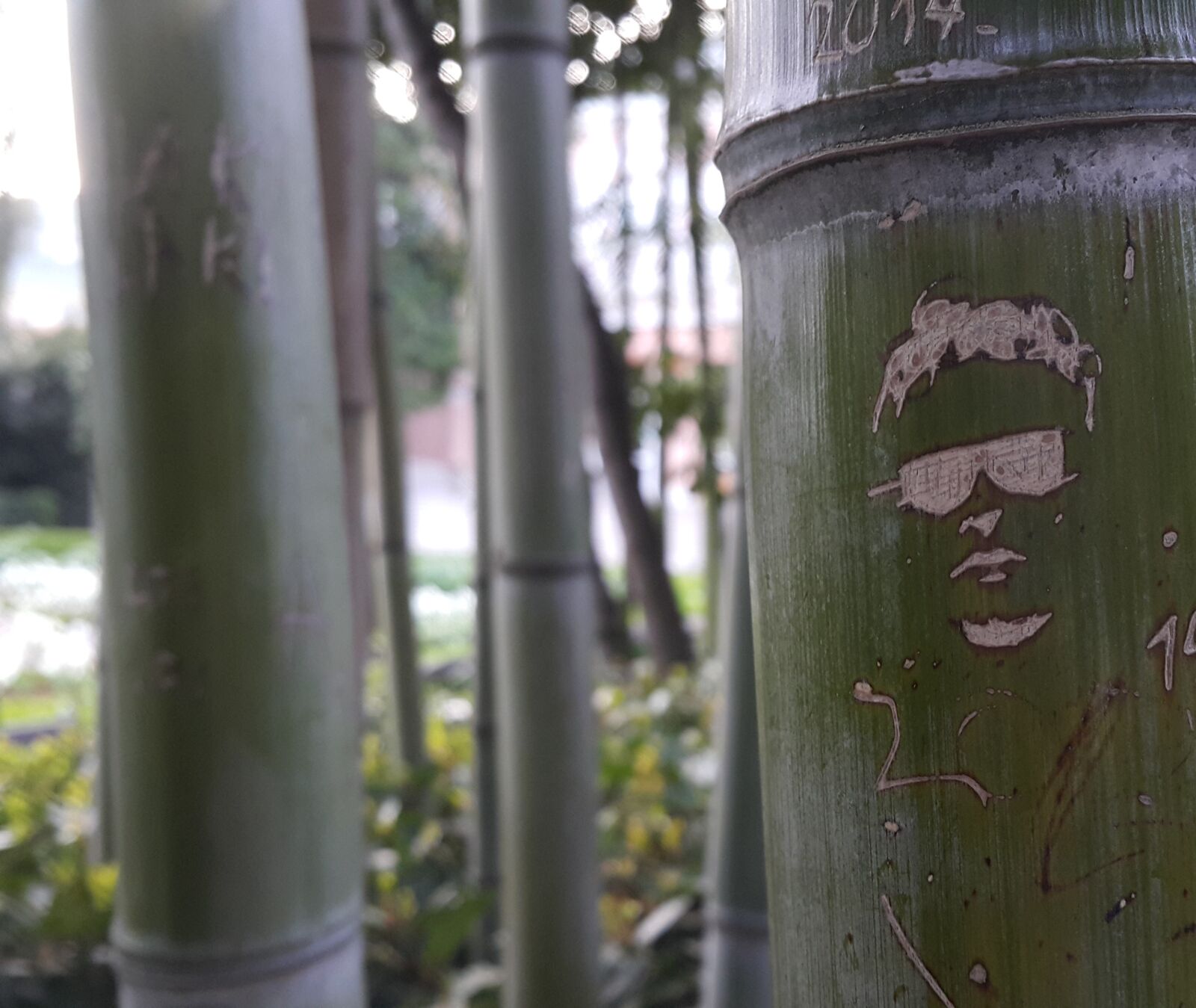 Samsung Galaxy Note4 sample photo. Bamboo, trees, cool, guy photography