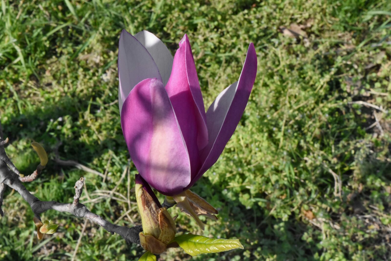 Nikon D5500 sample photo. Garden, spring time, flower photography