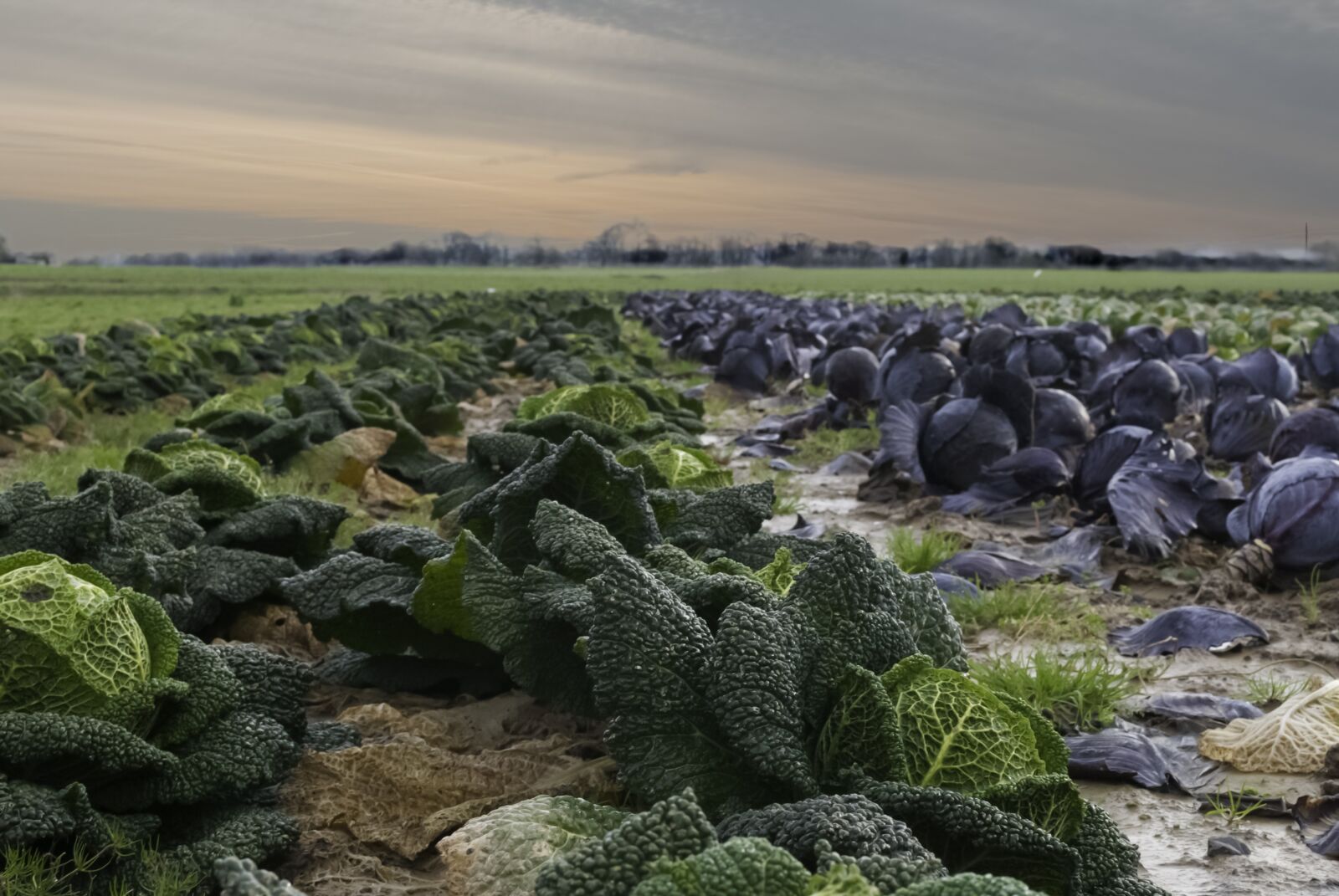 Nikon D80 sample photo. Agro-industry, nature, landscape photography