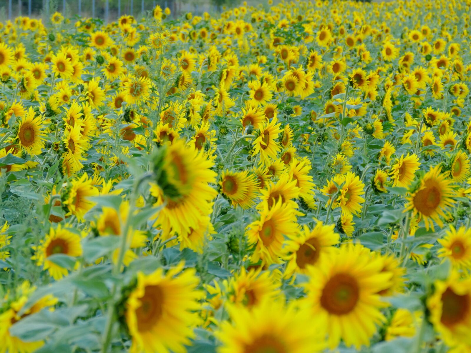 Panasonic Lumix DMC-FZ1000 sample photo. Sunflower, sunflower field, yellow photography