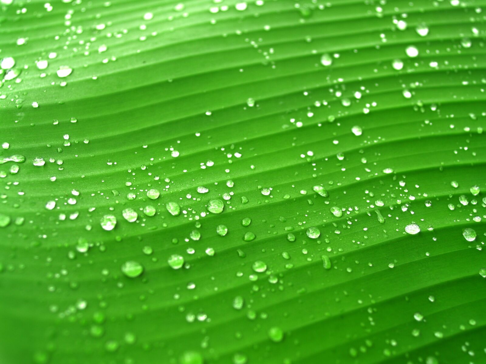 Olympus E-300 (EVOLT E-300) sample photo. Water, drops, leaf photography