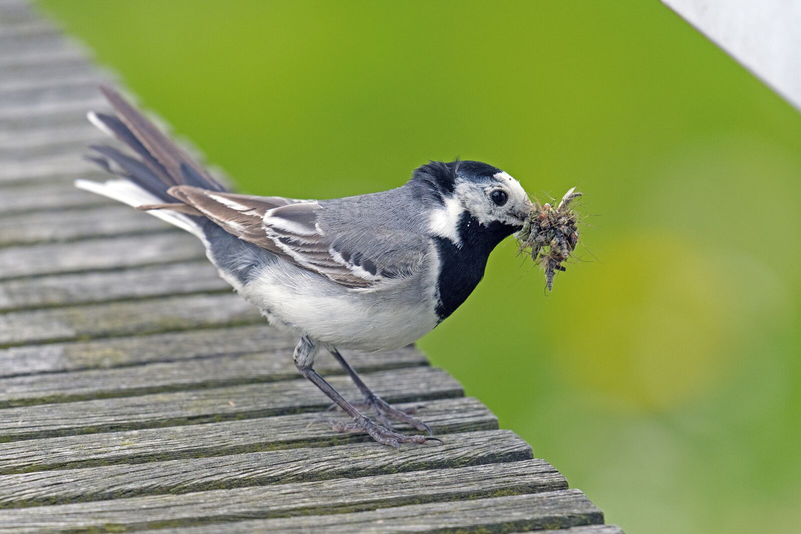 Nikon D500 sample photo. White wagtail, delivery hero photography