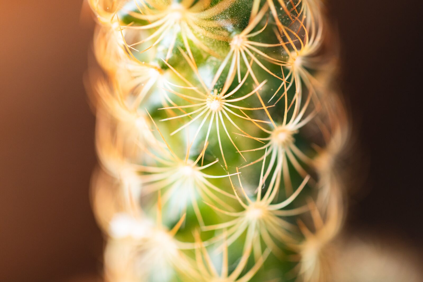 Canon EF 100mm F2.8L Macro IS USM sample photo. Cactus, desert, plant photography