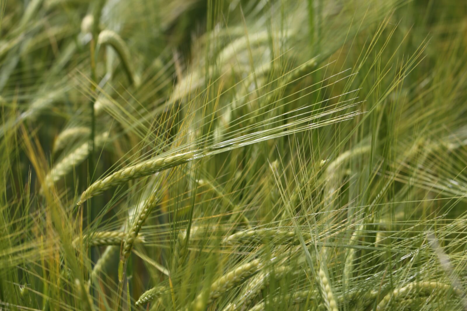 Canon EF 70-300 F4-5.6 IS II USM sample photo. Barley in wind, green photography