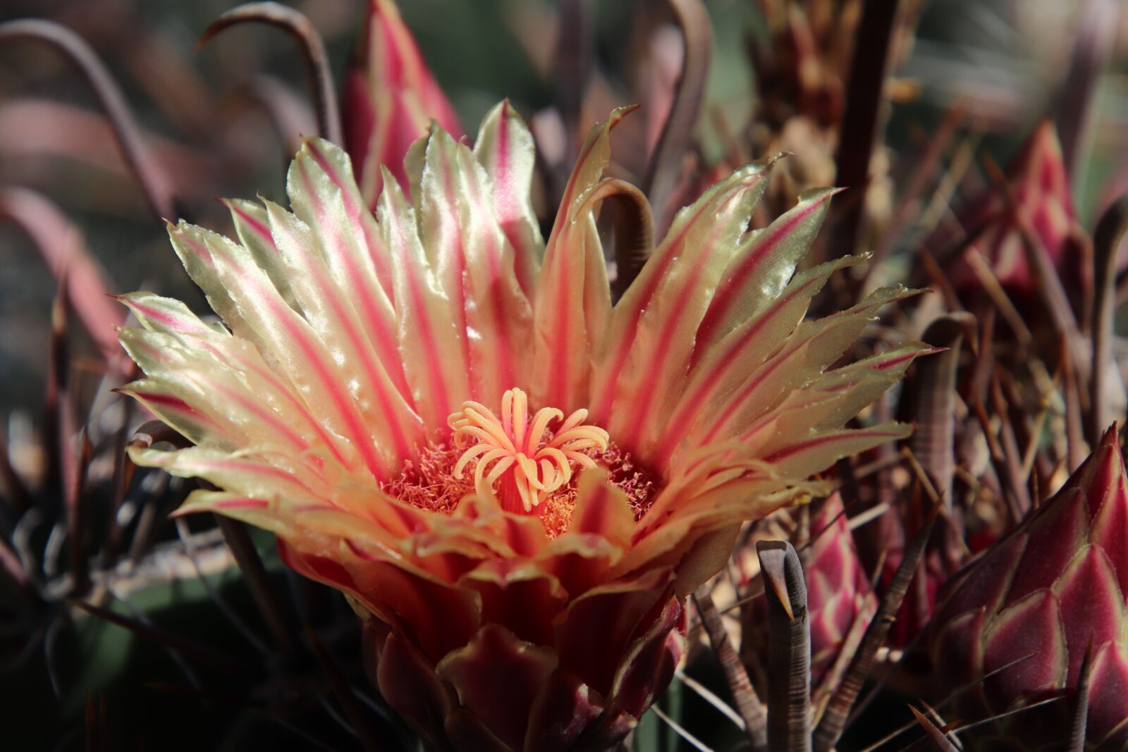 Canon EOS 800D (EOS Rebel T7i / EOS Kiss X9i) sample photo. Cactus, cacti, succulents photography