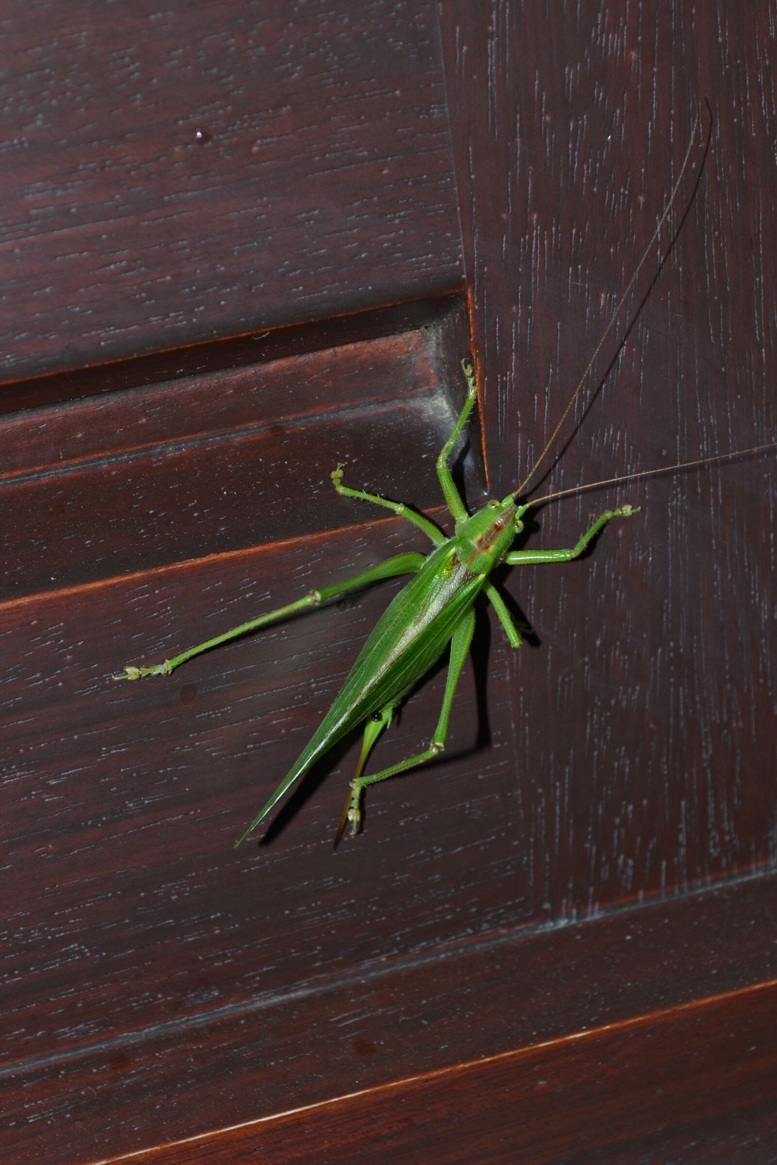 Nikon D3100 sample photo. Grasshopper, insect, green photography