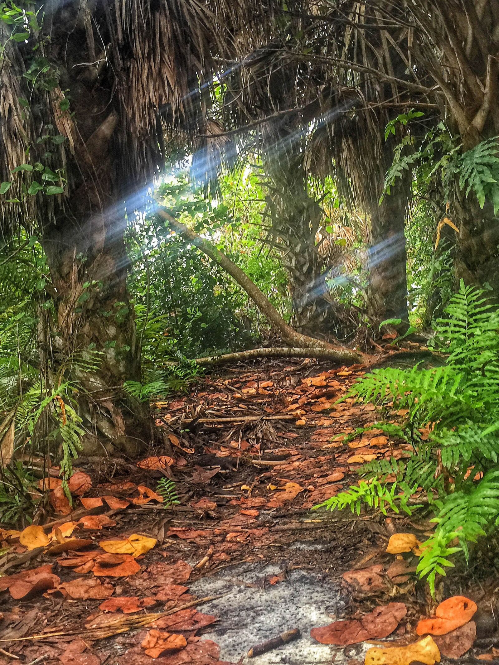 iPhone 6 Plus back camera 4.15mm f/2.2 sample photo. Florida, hammock, nature photography