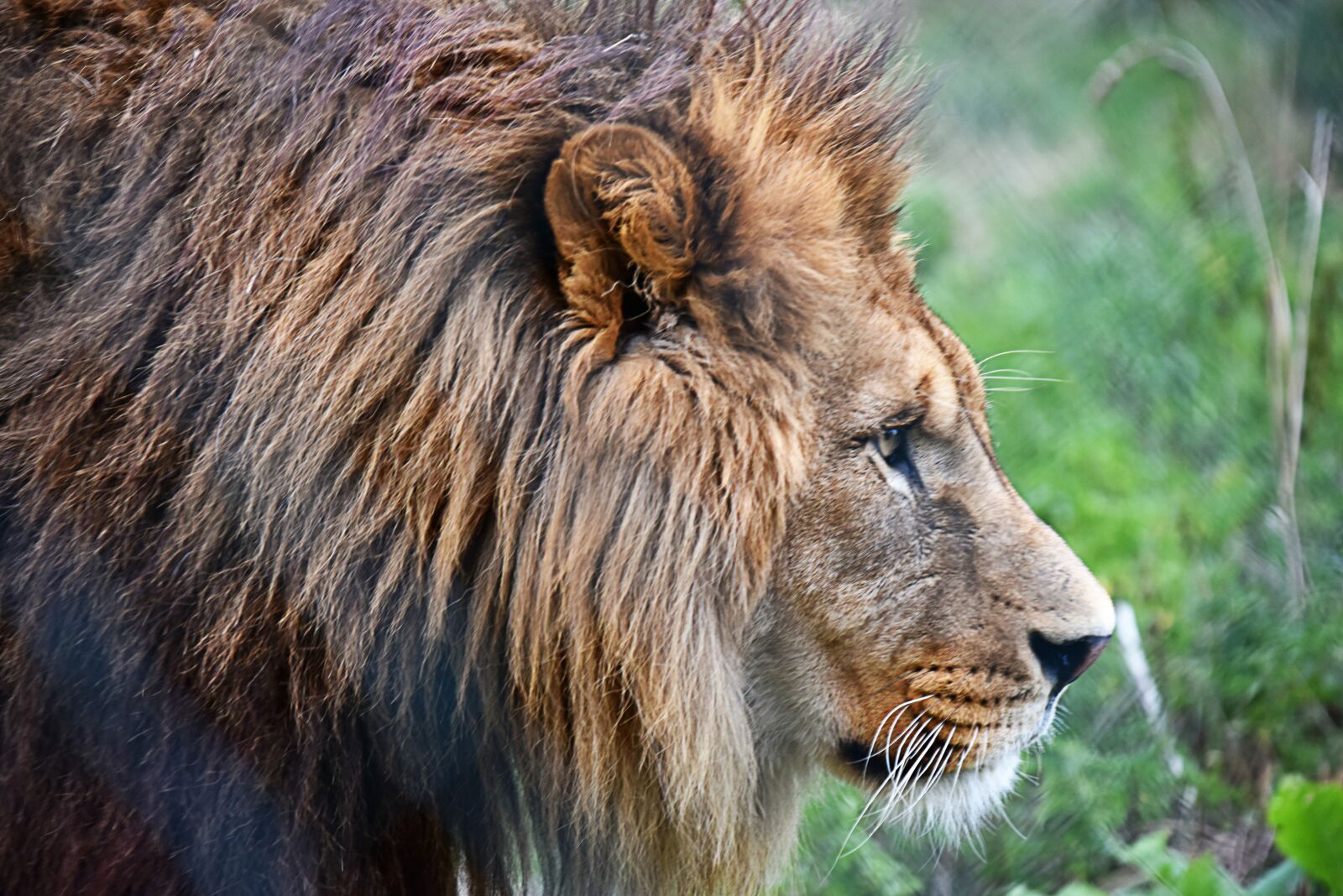 Nikon D810 sample photo. Lion, tawny, majestic photography