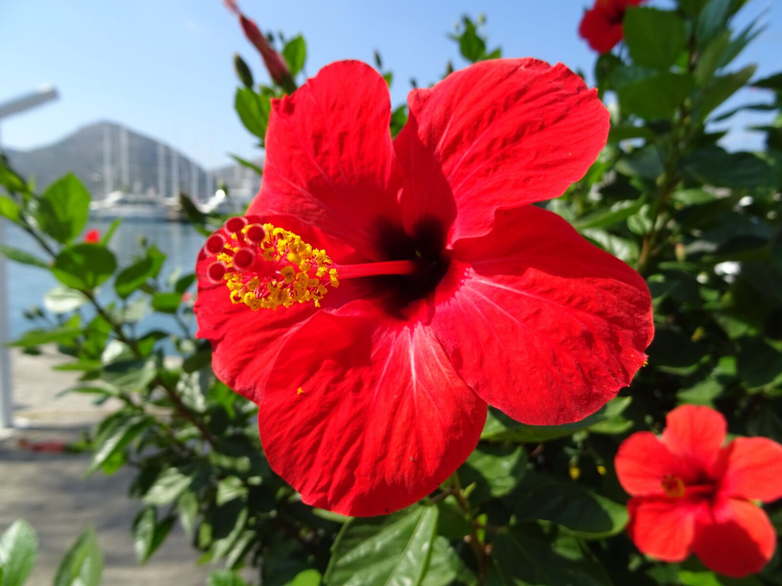 Sony DSC-HX60 sample photo. Hibiscus, red, blossom photography