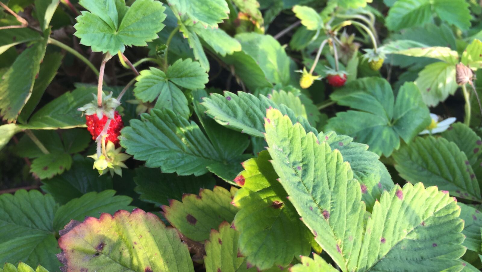 Apple iPhone 6 sample photo. Dacha, october, berries photography