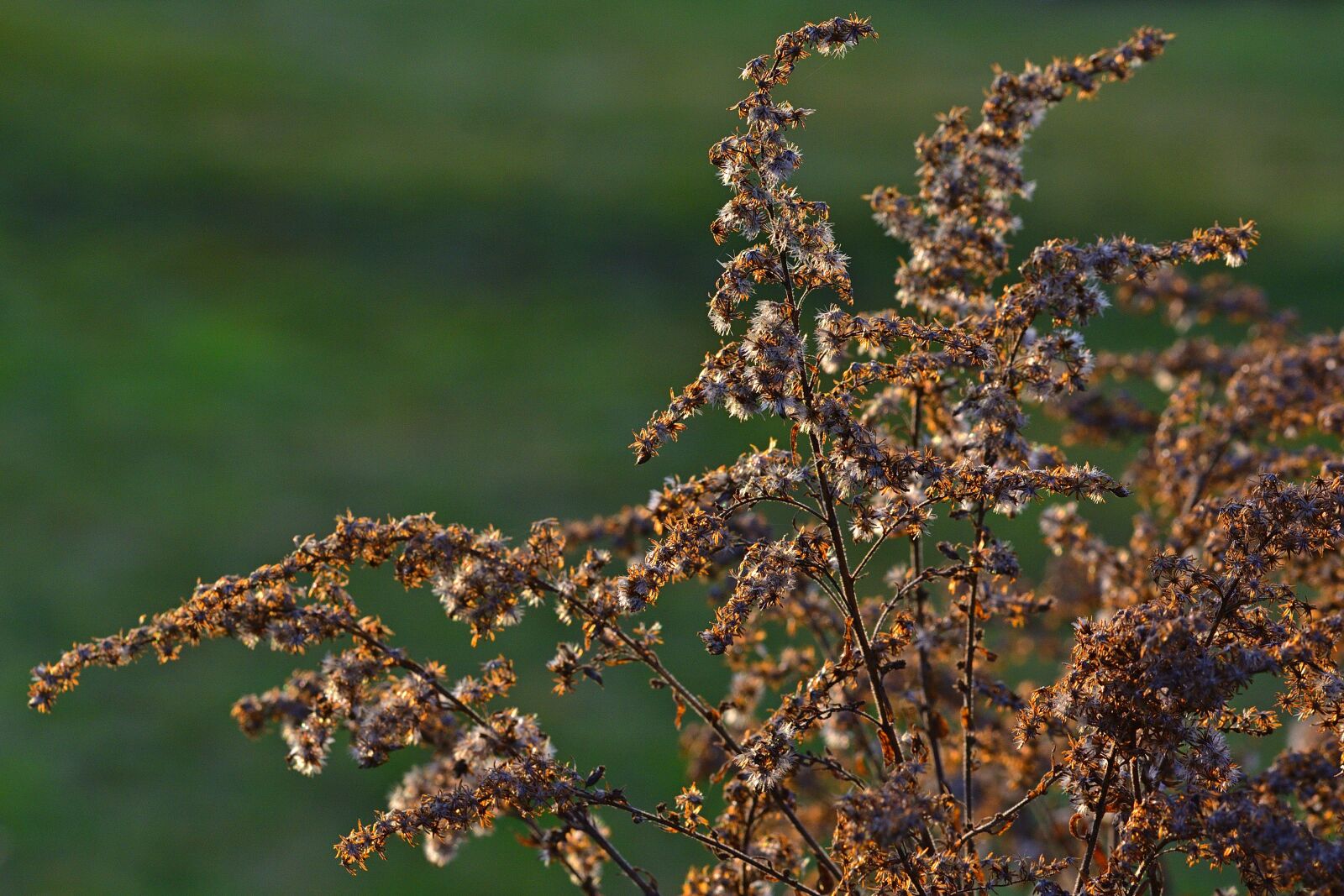 Nikon D5200 sample photo. Seeds, grove, nature photography