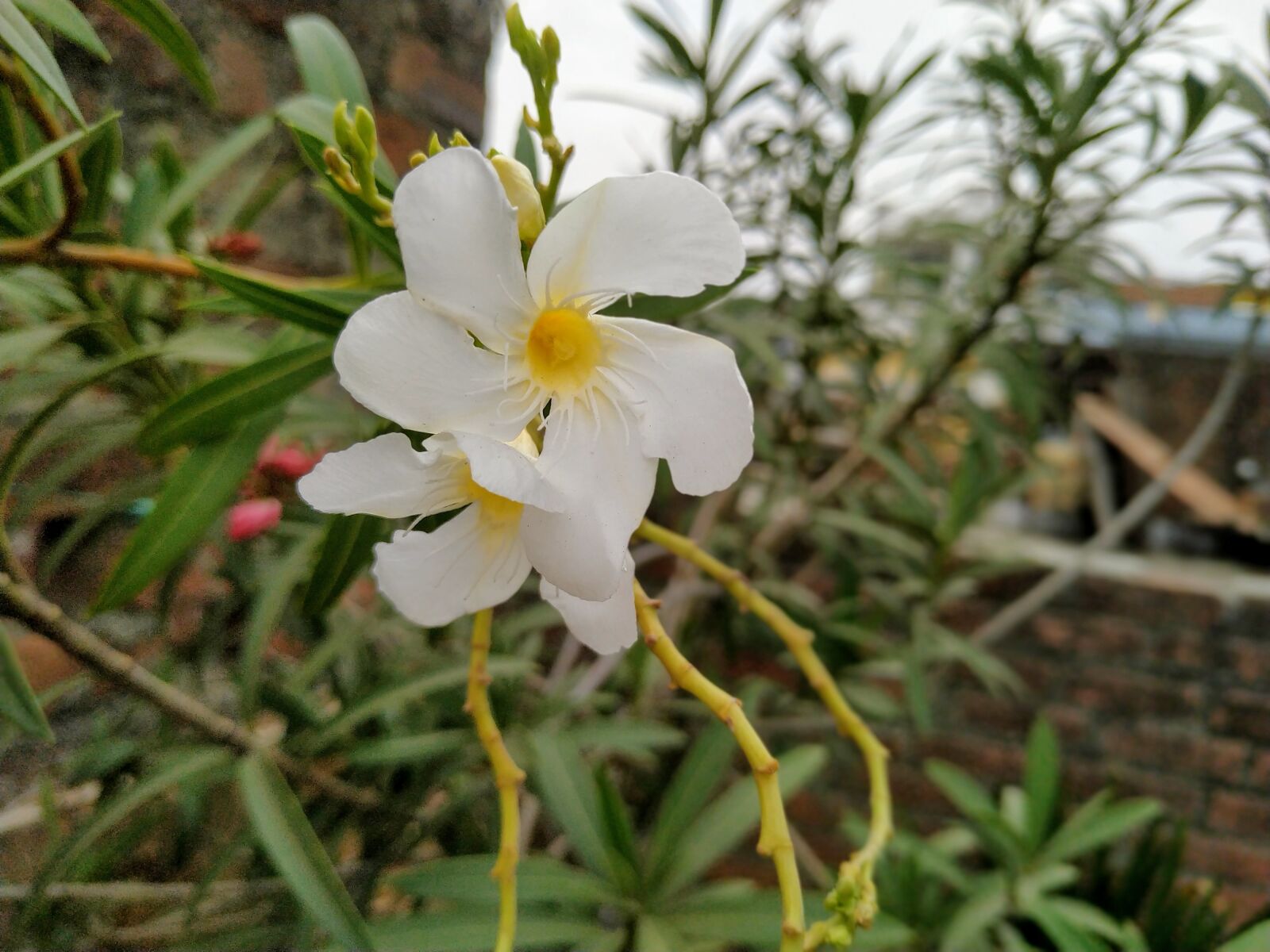 Xiaomi Redmi Note 6 Pro sample photo. Plantphotograhy, flower, love photography