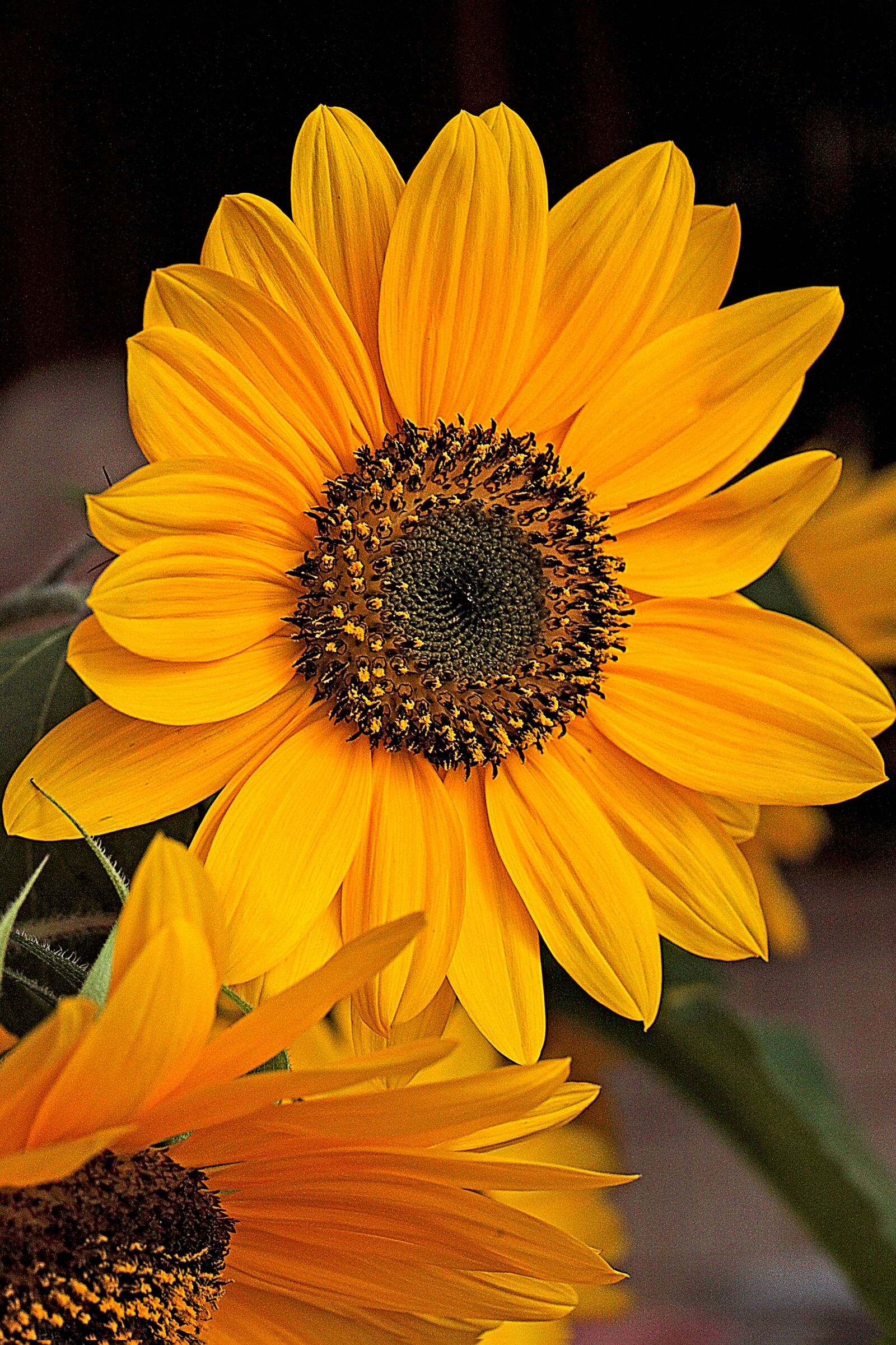 Canon EOS 5D Mark II sample photo. Sunflower, flower, flowering photography