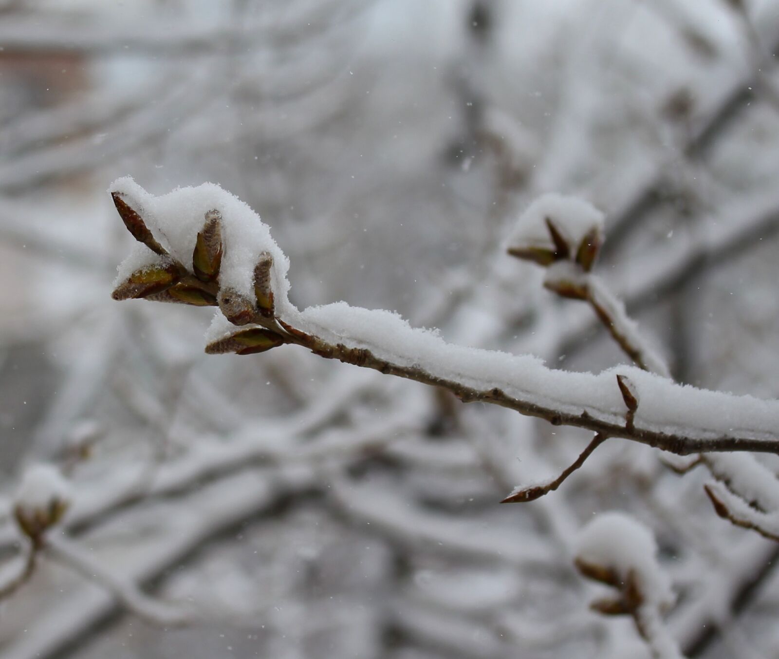 Canon EF-S 60mm F2.8 Macro USM sample photo. Casey, snow, tree photography
