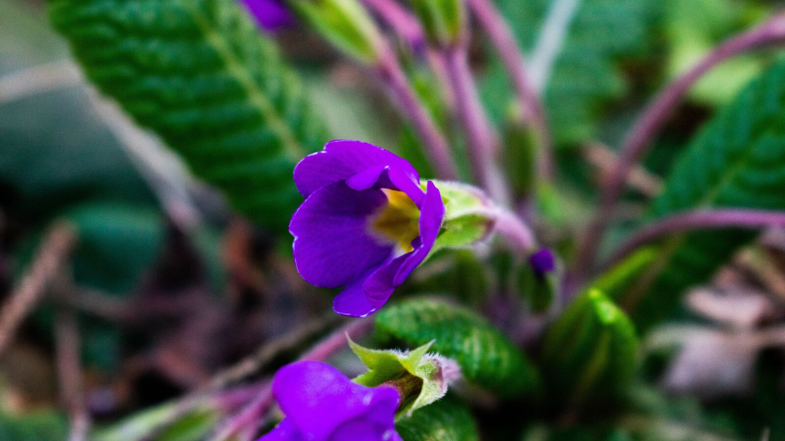 Nikon D3400 sample photo. Flower, nature, spring photography