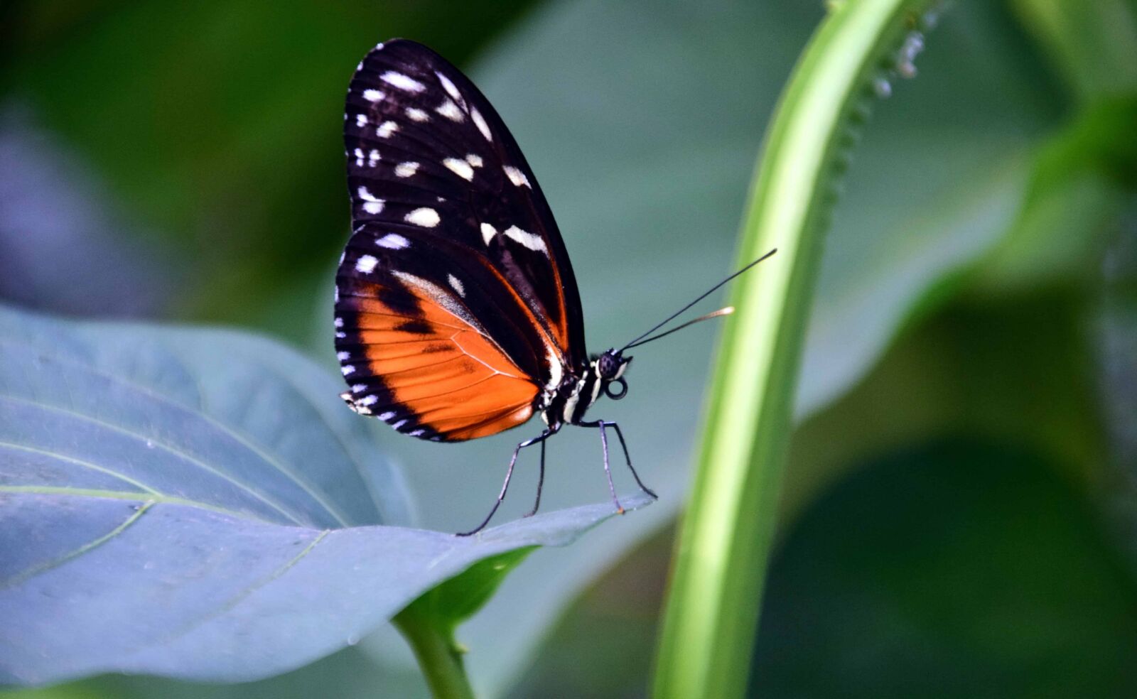 Nikon D3300 sample photo. Insect, butterfly, nature, leaf photography