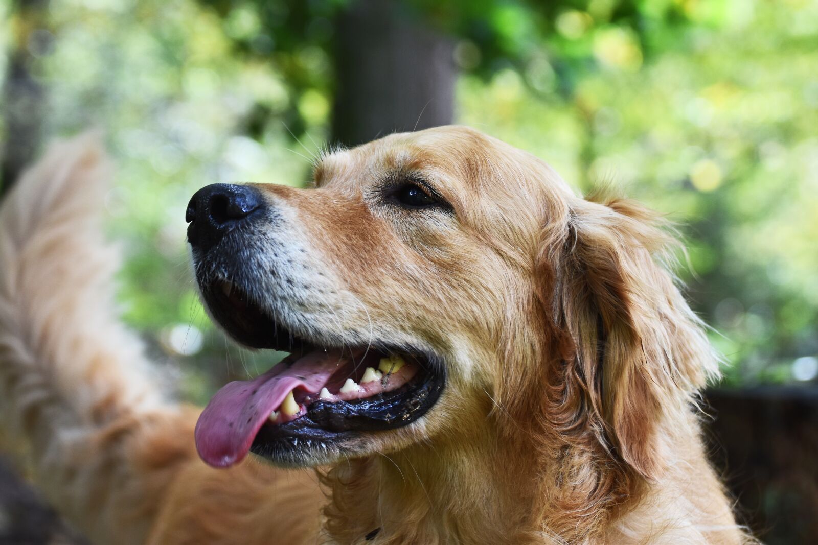 Nikon D5600 sample photo. Dog, pet, animal photography