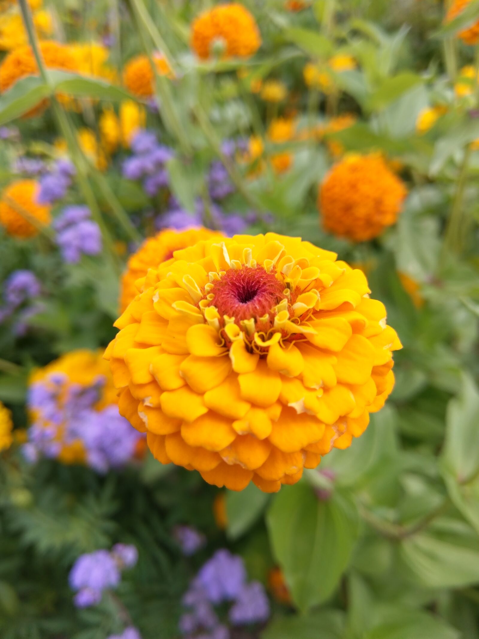 HTC 10 sample photo. Flower, orange, nature photography