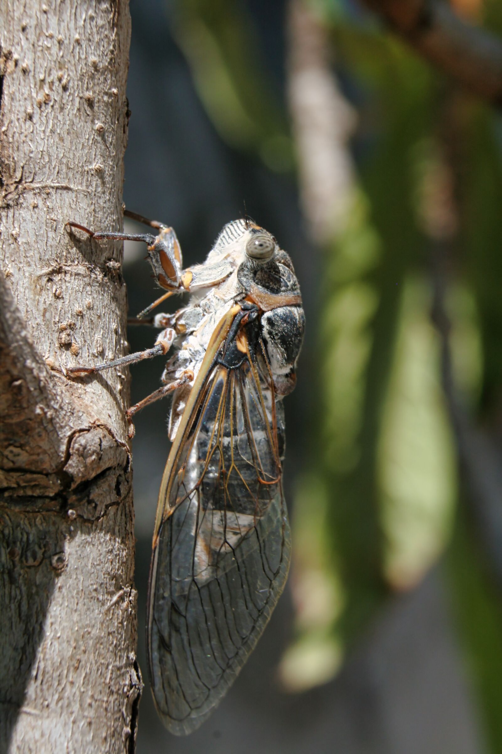 Canon EOS 400D (EOS Digital Rebel XTi / EOS Kiss Digital X) sample photo. Cicada, insect, nature photography
