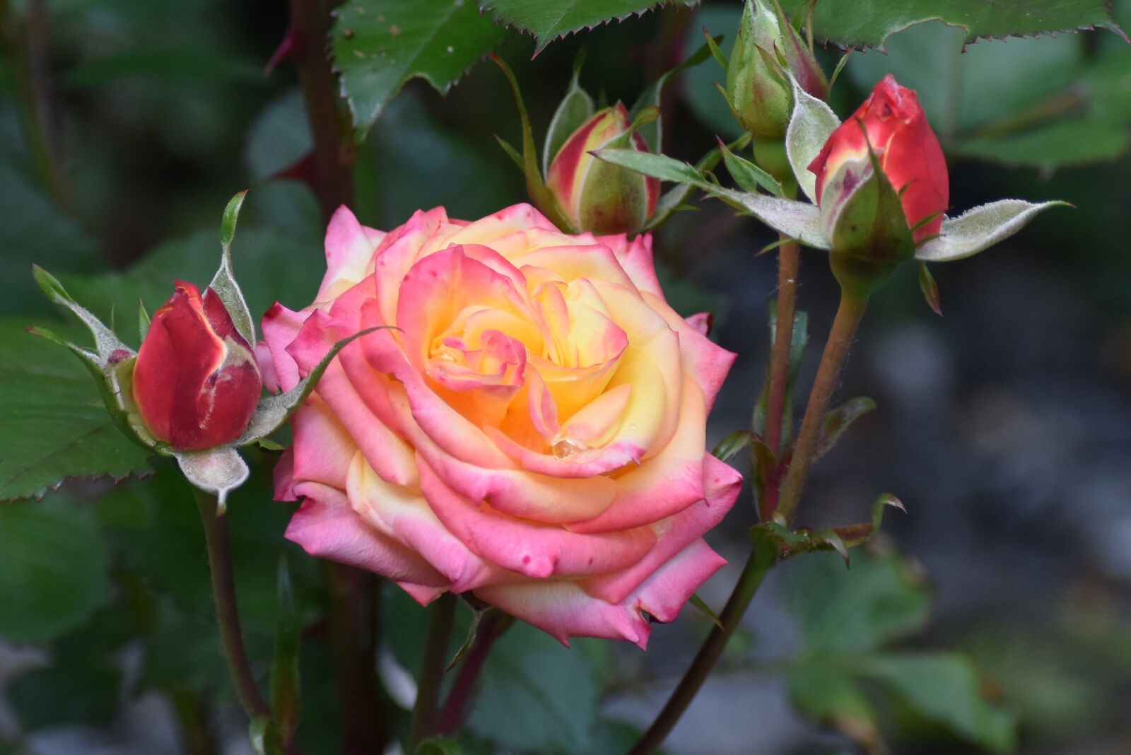 Nikon D3500 sample photo. Rose, bud, blossom photography