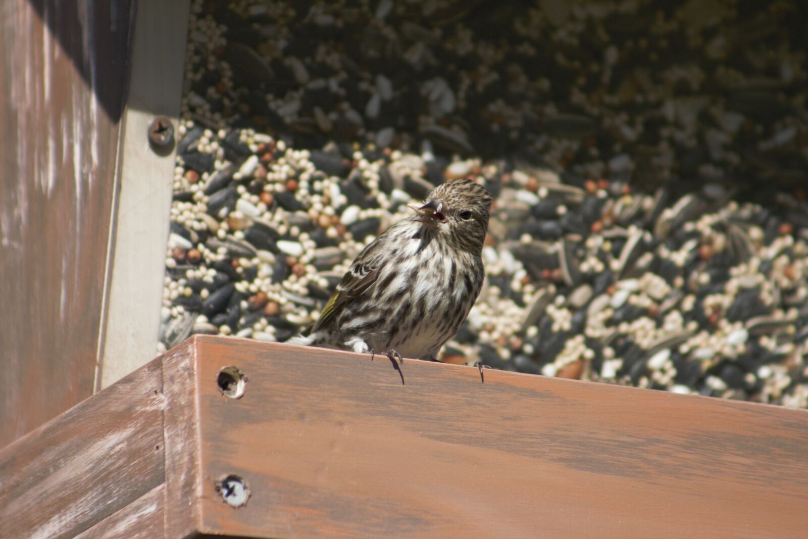 Canon EOS 550D (EOS Rebel T2i / EOS Kiss X4) sample photo. Nature, outdoors, bird photography