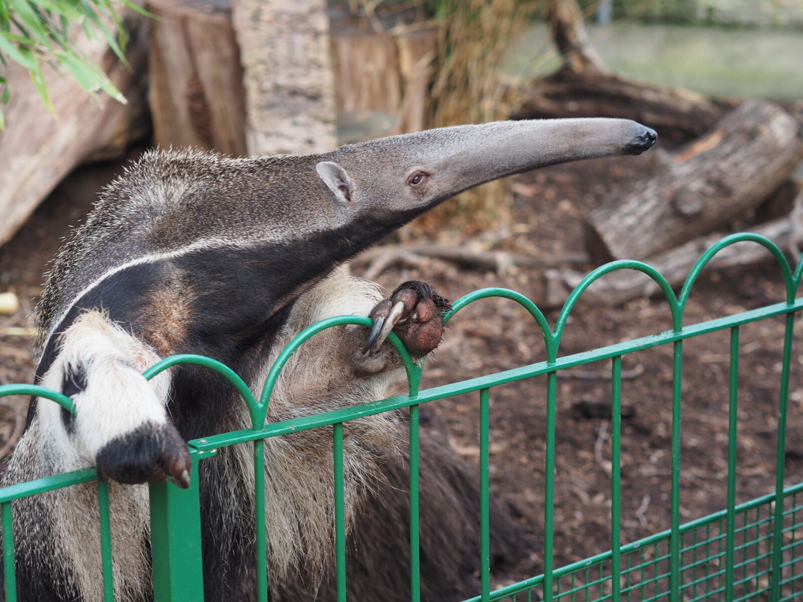 Olympus OM-D E-M10 II + Olympus M.Zuiko Digital 45mm F1.8 sample photo. Anteater, zoo, longeat photography