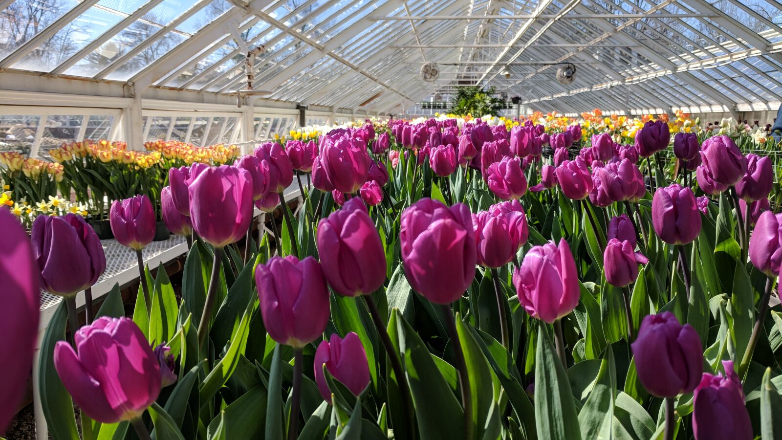 Google Pixel sample photo. Flower, tulip, flora photography