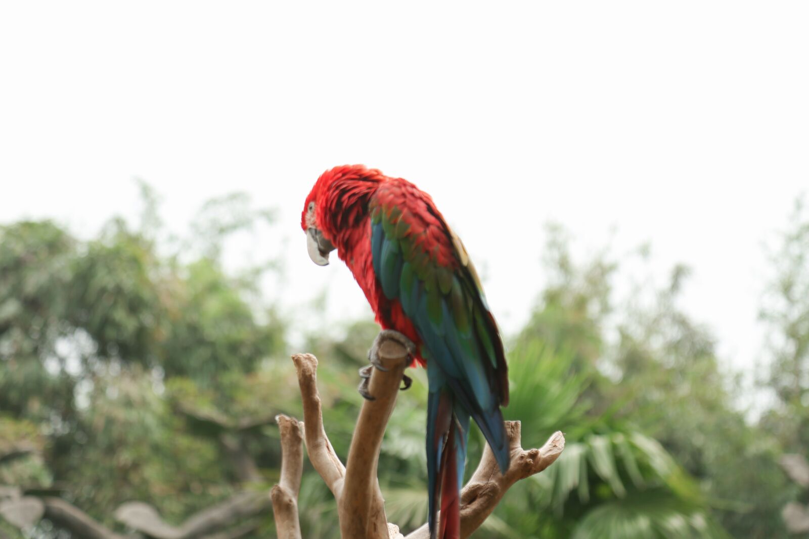 Canon EF 24-105mm F4L IS USM sample photo. Animal, zoo, dangerous photography