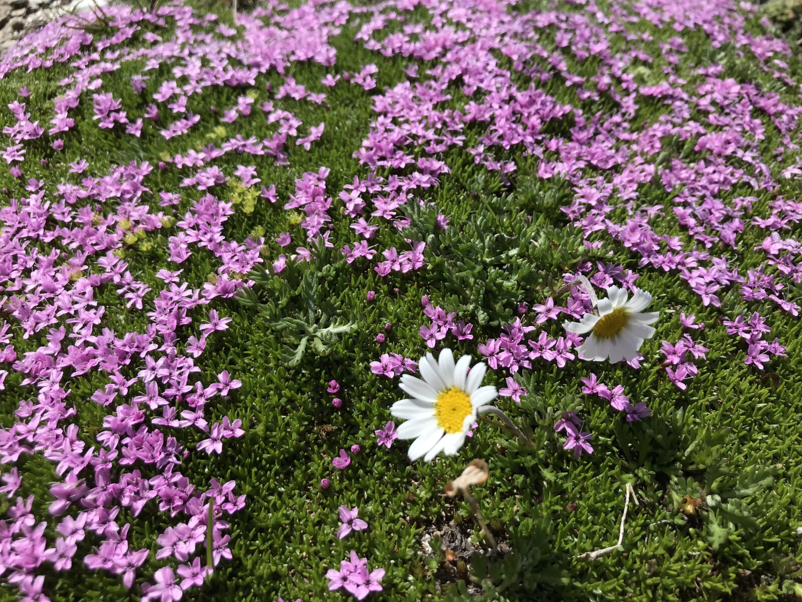 iPhone 7 back camera 3.99mm f/1.8 sample photo. Towards the rodond, silene photography