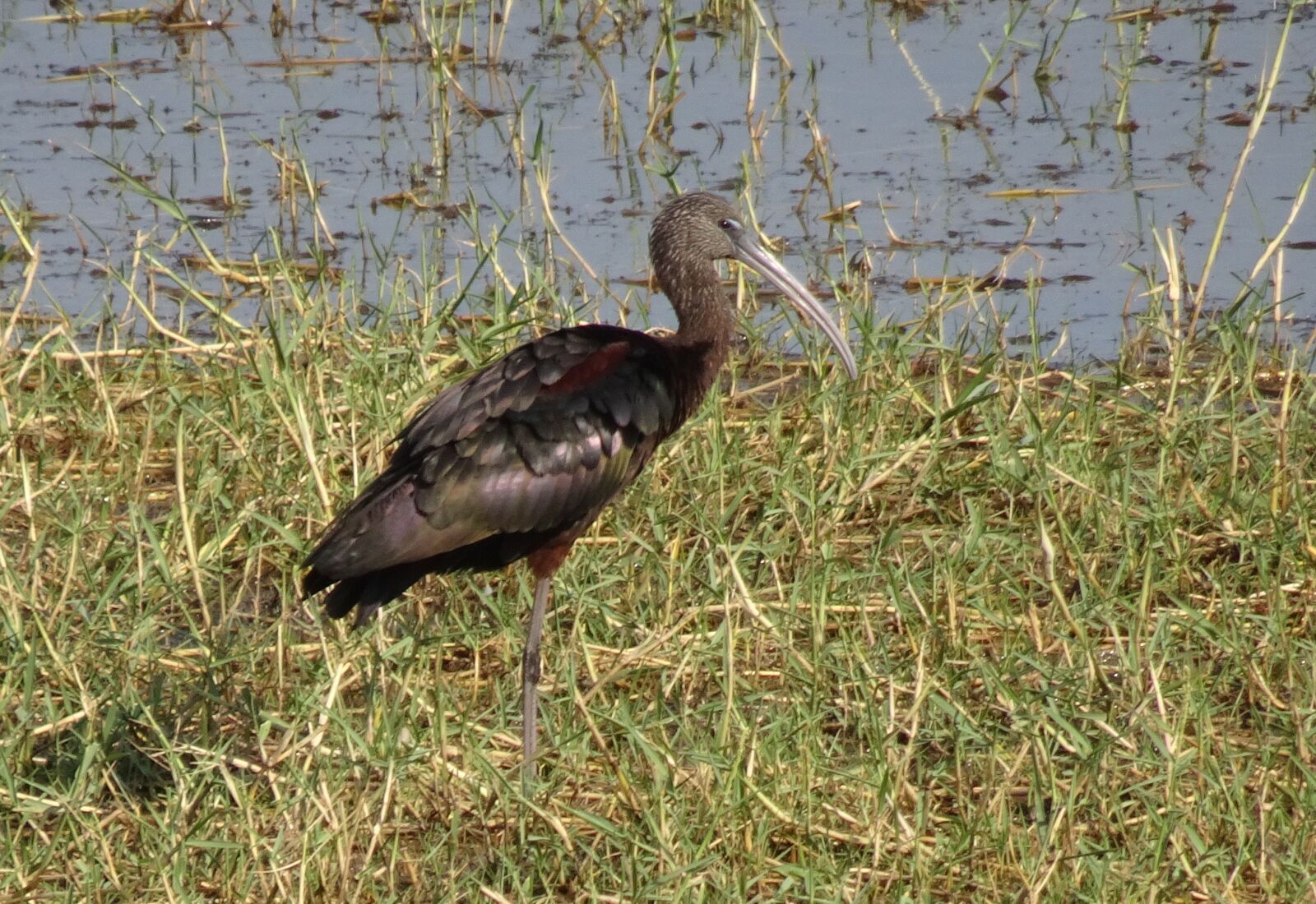 Sony Cyber-shot DSC-HX90V sample photo. Glossy ibis, wader, plegadis photography