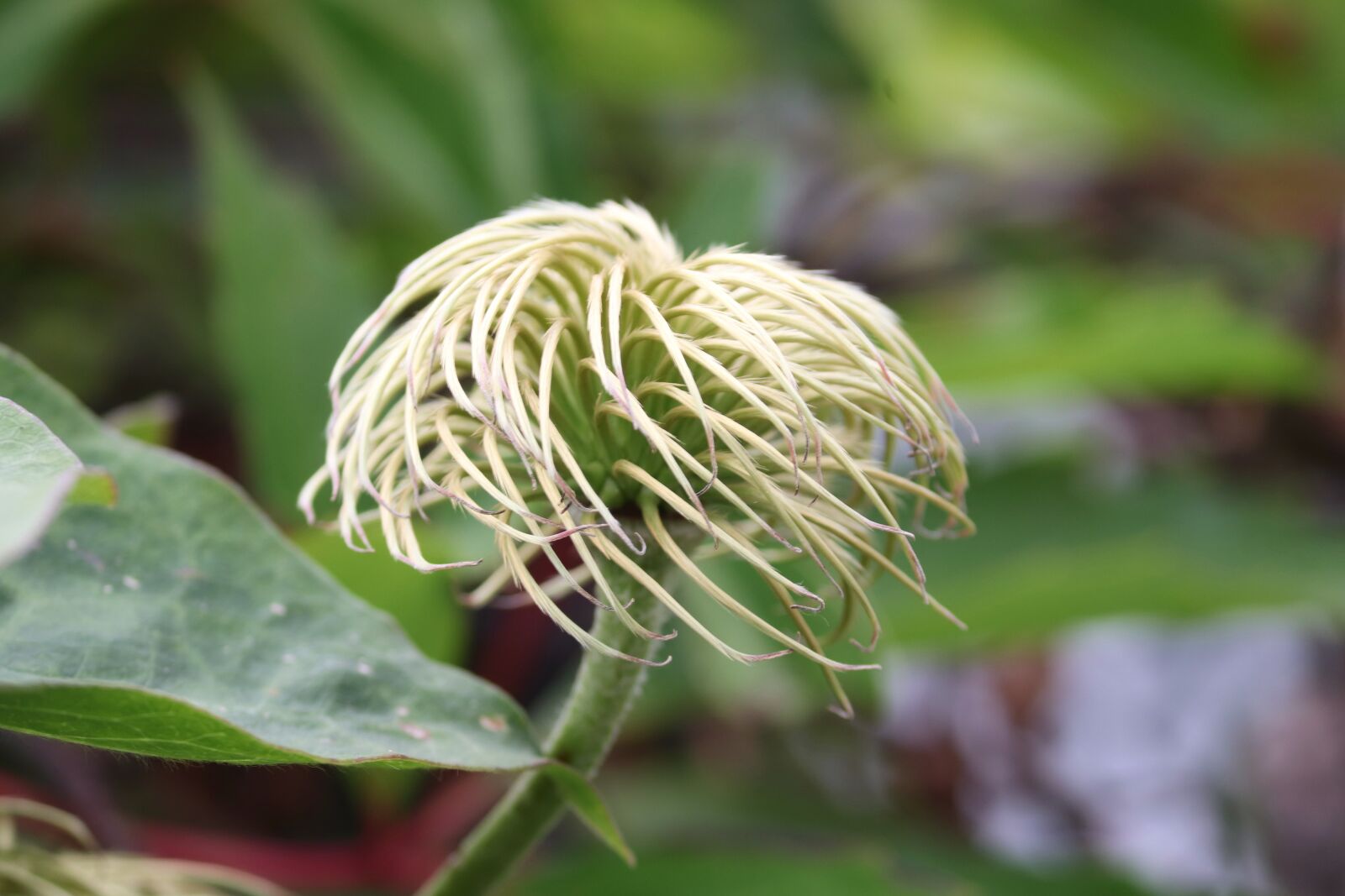 Canon EOS 200D (EOS Rebel SL2 / EOS Kiss X9) sample photo. Clematis, climber plant, nature photography